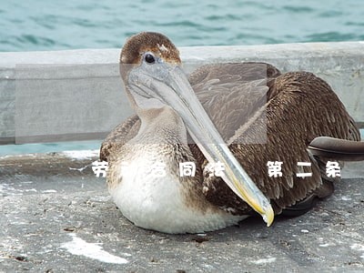 劳动合同法 第二条 劳动合同法 第二条